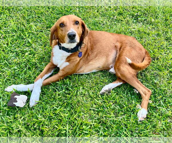 Medium Photo #7 Mutt Puppy For Sale in Mount Pleasant, SC, USA