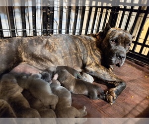 Mother of the Cane Corso puppies born on 04/02/2023