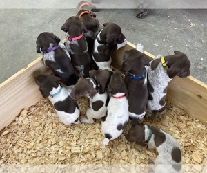German Shorthaired Pointer Puppy for sale in ONEIDA, TN, USA