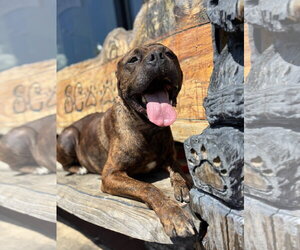 Magnum - Male American Pit Bull Terrier-Unknown Mix Dog for Adoption - Photo #2