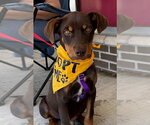 Small #1 American Staffordshire Terrier-Doberman Pinscher Mix
