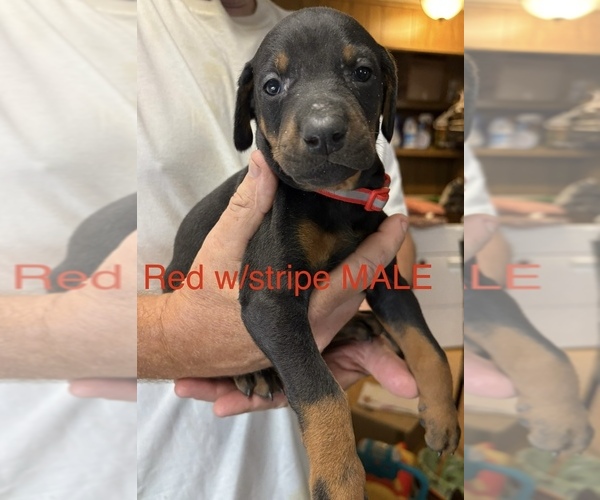 Medium Photo #6 Doberman Pinscher Puppy For Sale in KERNERSVILLE, NC, USA