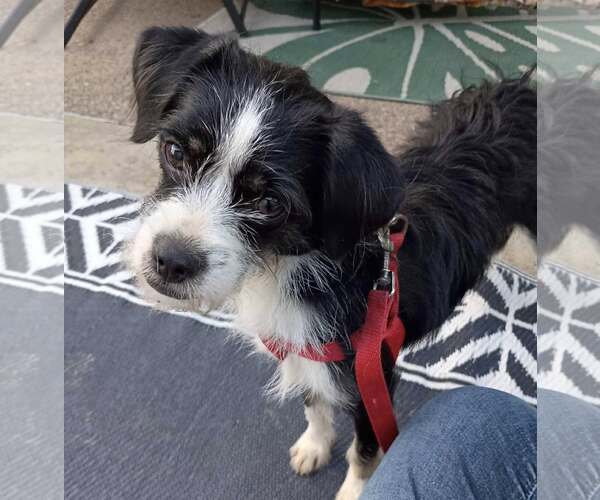 Medium Photo #3 Jack Russell Terrier-Unknown Mix Puppy For Sale in Cuba, NY, USA