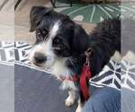 Small #2 Jack Russell Terrier Mix