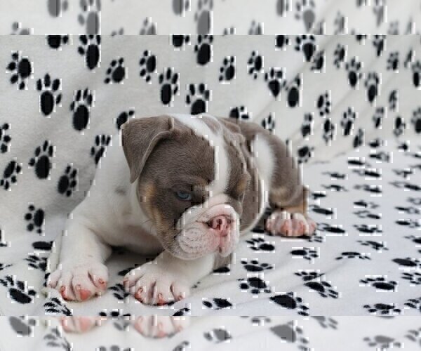 Medium Photo #1 Bulldog Puppy For Sale in HIGHLAND PARK, IL, USA