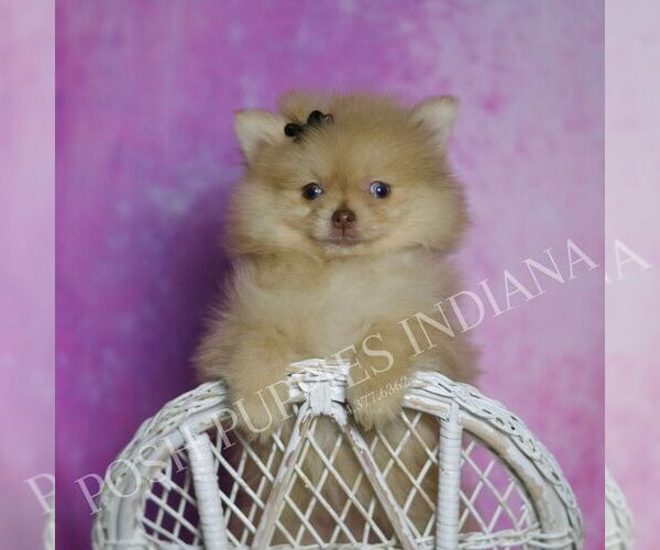 Medium Photo #54 Pomeranian Puppy For Sale in WARSAW, IN, USA
