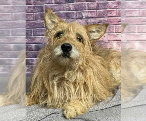 Medium Photo #1 Cairn Terrier-Unknown Mix Puppy For Sale in Lakewood, CO, USA