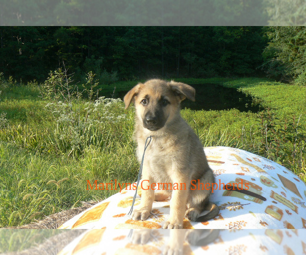 Medium Photo #6 German Shepherd Dog Puppy For Sale in PIEDMONT, MO, USA