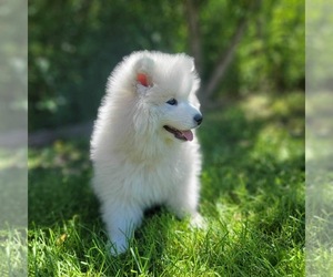 Samoyed Puppy for sale in FORT COLLINS, CO, USA