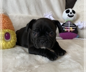 French Bulldog Puppy for sale in JOHNS ISLAND, SC, USA