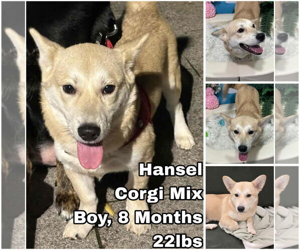 Medium Photo #1 Mutt Puppy For Sale in Seattle, WA, USA