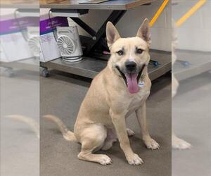 German Shepherd Dog-Siberian Husky Mix Dogs for adoption in Forestville, MD, USA