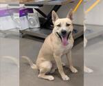 Small German Shepherd Dog-Siberian Husky Mix