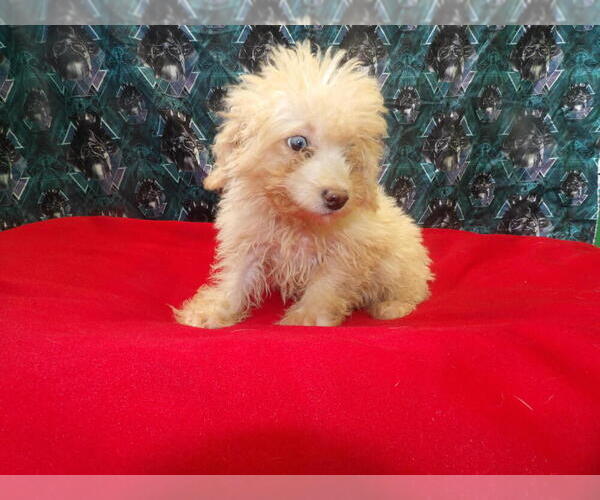 Medium Photo #7 F2 Aussiedoodle Puppy For Sale in PATERSON, NJ, USA