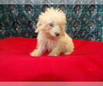 Small #6 F2 Aussiedoodle