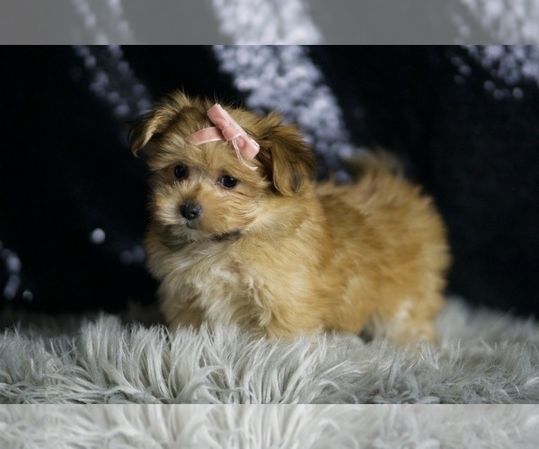 Medium Photo #8 Morkie Puppy For Sale in WARSAW, IN, USA