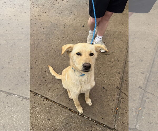 Medium Photo #1 Labrenees Puppy For Sale in Leavenworth, KS, USA