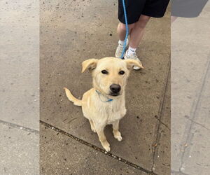Labrenees Dogs for adoption in Leavenworth, KS, USA