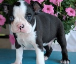 Small Photo #30 Boston Terrier Puppy For Sale in GOSHEN, IN, USA