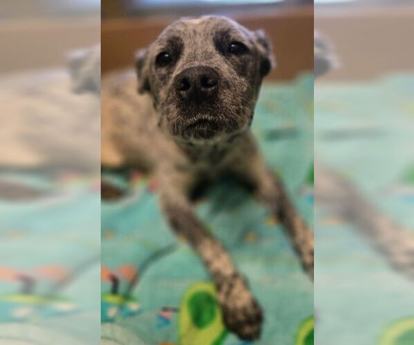 Medium Photo #1 Mutt Puppy For Sale in Riverside, CA, USA