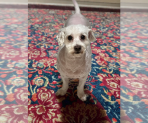 Maltipoo Dogs for adoption in Phoenix, AZ, USA