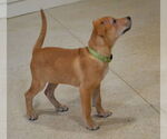 Small #1 Mutt