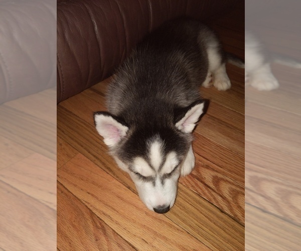 Medium Photo #10 Siberian Husky Puppy For Sale in SYLVA, NC, USA