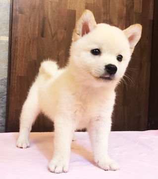 Medium Photo #11 Shiba Inu Puppy For Sale in SAN FRANCISCO, CA, USA