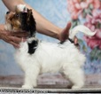 Small Photo #4 Biewer Terrier Puppy For Sale in CULLOWHEE, NC, USA