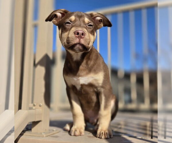 Medium Photo #6 Siberian Husky-Unknown Mix Puppy For Sale in Fargo, ND, USA