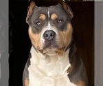 Small Photo #1 American Bully Puppy For Sale in CHARLESTON, SC, USA