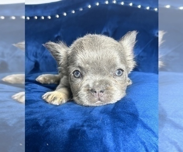 Medium Photo #2 French Bulldog Puppy For Sale in ANCHORAGE, AK, USA