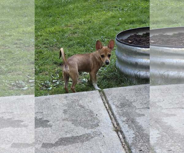 Medium Photo #5 Basenji-Chihuahua Mix Puppy For Sale in Arlington, WA, USA