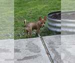 Small #4 Basenji-Chihuahua Mix