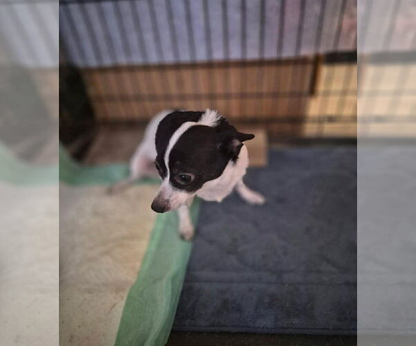 Medium Photo #2 Chihuahua-Unknown Mix Puppy For Sale in Grafton, WI, USA