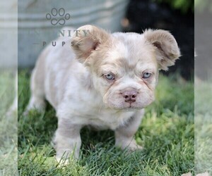 French Bulldog Puppy for sale in RONKS, PA, USA