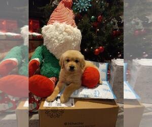 Golden Retriever Puppy for sale in IRVINE, CA, USA