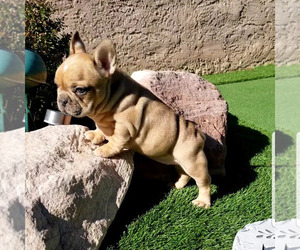 French Bulldog Puppy for sale in LAS VEGAS, NV, USA