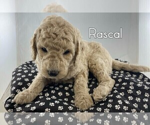 Goldendoodle-Poodle (Standard) Mix Puppy for sale in WINSTON SALEM, NC, USA