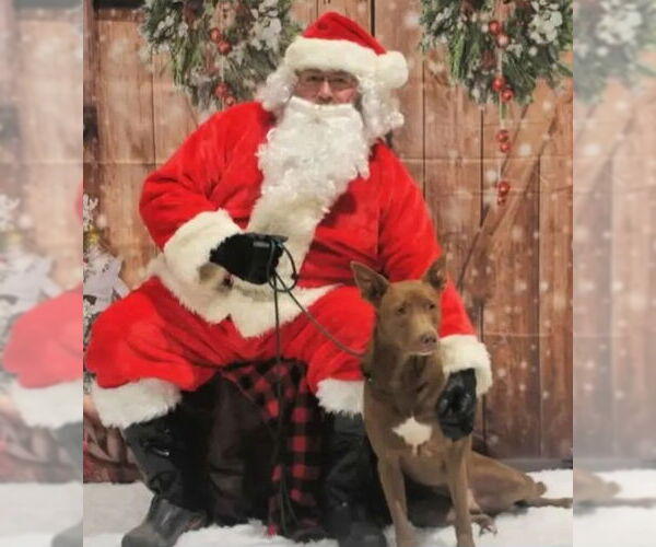 Medium Photo #7 German Shepherd Dog-Unknown Mix Puppy For Sale in Westminster, MD, USA