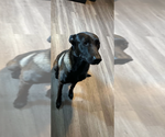 Dak - Located in New York - Male Mutt Dog for Adoption - Small photo