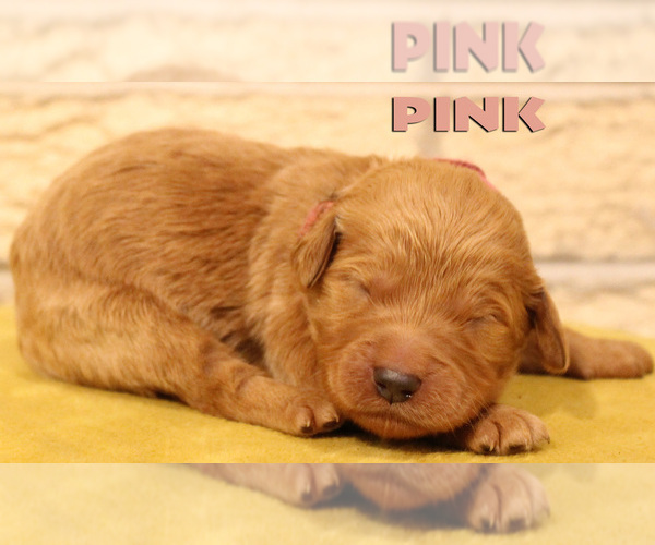 Medium Photo #11 Goldendoodle Puppy For Sale in OAK LAWN, IL, USA