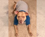 Small #8 American Pit Bull Terrier Mix