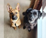 Small #2 German Shepherd Dog Mix