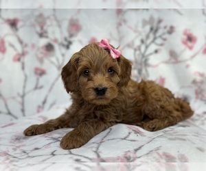 Cock-A-Poo Puppy for sale in LAKELAND, FL, USA