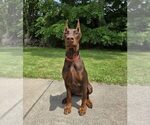 Small Photo #95 Doberman Pinscher Puppy For Sale in FORT LAUDERDALE, FL, USA