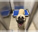 Small Anatolian Shepherd Mix