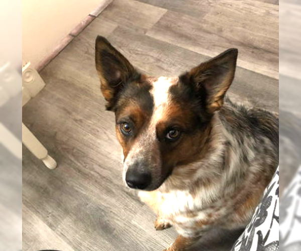 Medium Photo #2 Red Heeler-Unknown Mix Puppy For Sale in Chandler, AZ, USA