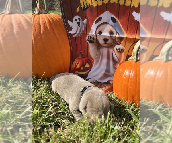 Medium Photo #11 Labrador Retriever Puppy For Sale in NEOLA, WV, USA