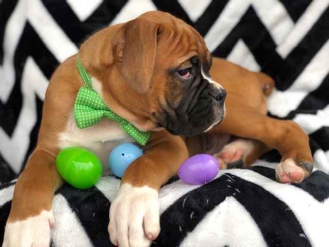 Medium Photo #8 Boxer Puppy For Sale in EAST EARL, PA, USA